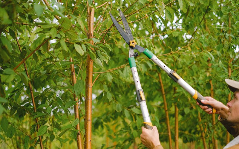 Tree trimming in Golden Valley, ND