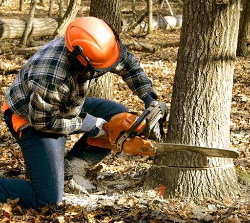 Tree Removal in Golden Valley, ND